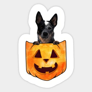 Blue Heeler Dog In Pumpkin Pocket Halloween Sticker